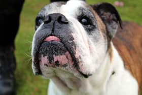 Roxy is an adorably sweet little seven-year-old Bulldog who is devoted to her human companions