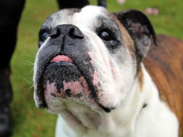 Roxy is an adorably sweet little seven-year-old Bulldog who is devoted to her human companions