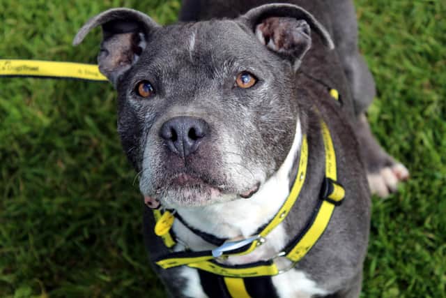Staffordshire Bull Terrier Hunter was taken to a local dog pound and the team at Dogs Trust Ballymena took him under their wing.  He  adores the company of humans
