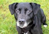 Shadow is a lovely, friendly Lab cross. He loves human company, getting out for his daily walks and exercise, and adores his food