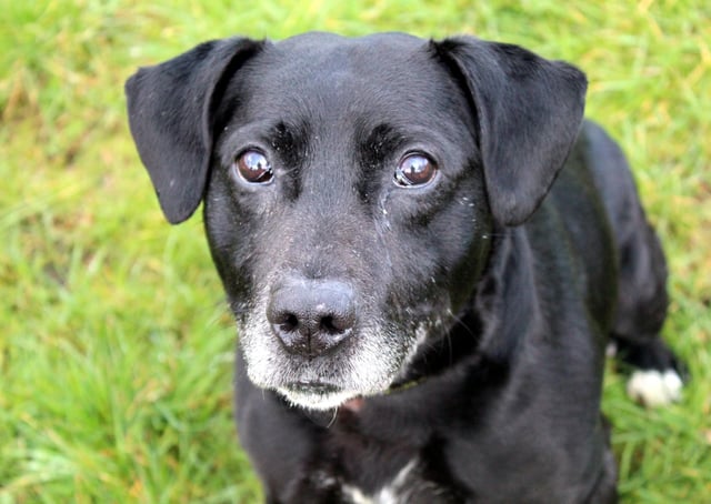 Shadow is a lovely, friendly Lab cross. He loves human company, getting out for his daily walks and exercise, and adores his food