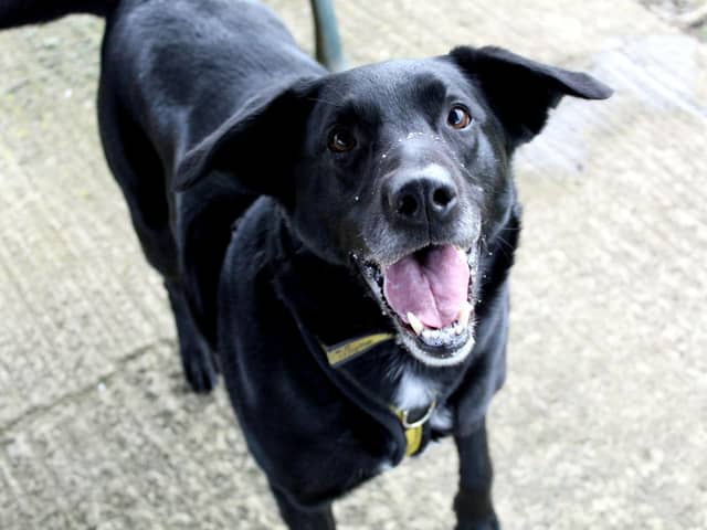 Labrador Cross Teddy is a lively, bouncy who is looking for a quiet, experienced home