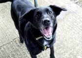 Labrador Cross Teddy is a lively, bouncy who is looking for a quiet, experienced home
