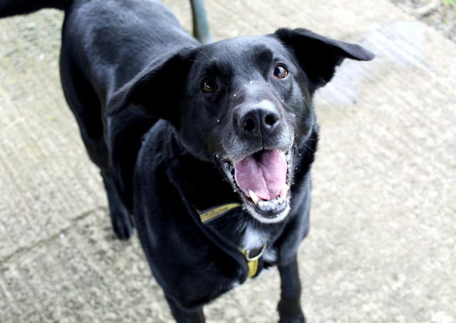 Labrador Cross Teddy is a lively, bouncy who is looking for a quiet, experienced home