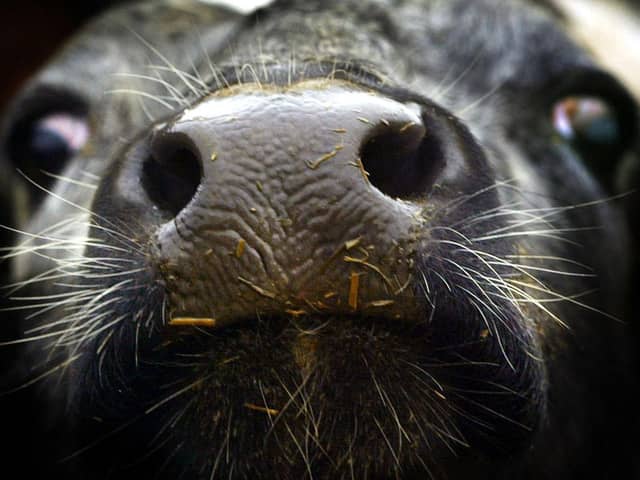 Colum Eastwood has raised concerns about beef imports. Photo: David Cheskin/PA