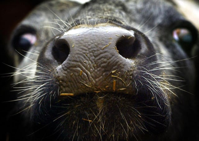 Colum Eastwood has raised concerns about beef imports. Photo: David Cheskin/PA