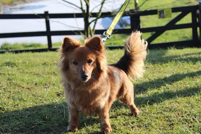 Dachshund  Barney is a beautiful little man who loves his walks and has lots of energy