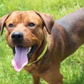 Diesel is a young Rottweiler cross Labrador. He is full of energy and loves plenty of attention