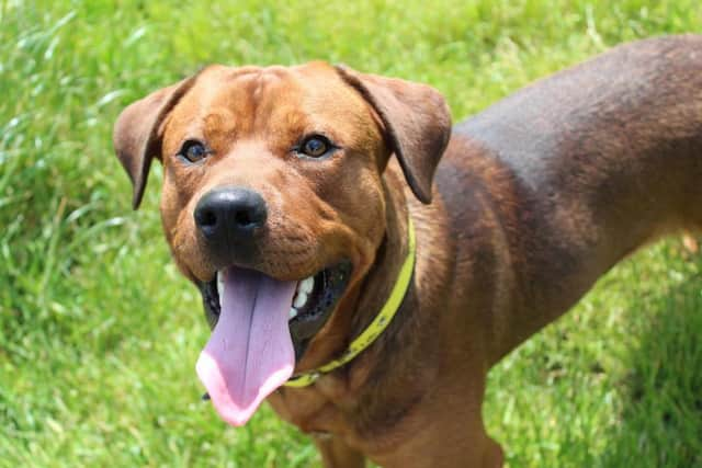 Diesel is a young Rottweiler cross Labrador. He is full of energy and loves plenty of attention