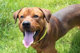 Diesel is a young Rottweiler cross Labrador. He is full of energy and loves plenty of attention