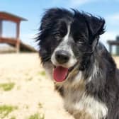 Border Collie Jess is a very friendly lady who loves getting a fuss made over her and lots of cuddles.