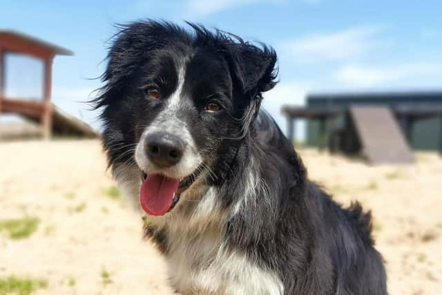 Border Collie Jess is a very friendly lady who loves getting a fuss made over her and lots of cuddles.