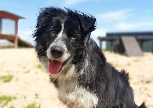 Border Collie Jess is a very friendly lady who loves getting a fuss made over her and lots of cuddles.