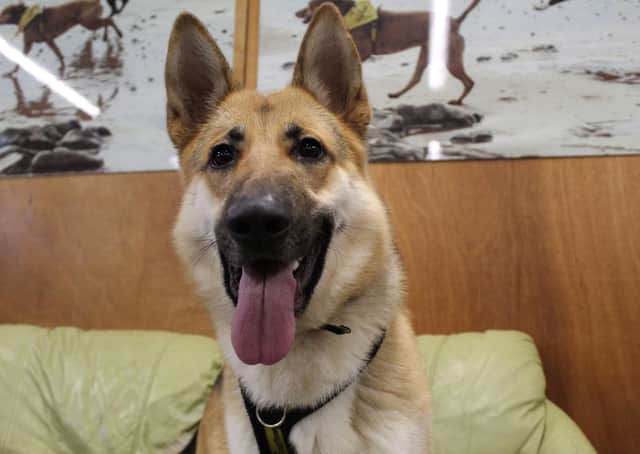 German Shepherd Beau is a stunning dog who still acts like a big puppy.
