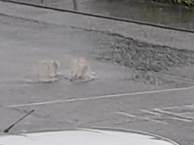 Water spurts from the dislodged manhole at Marlborough Terrace.