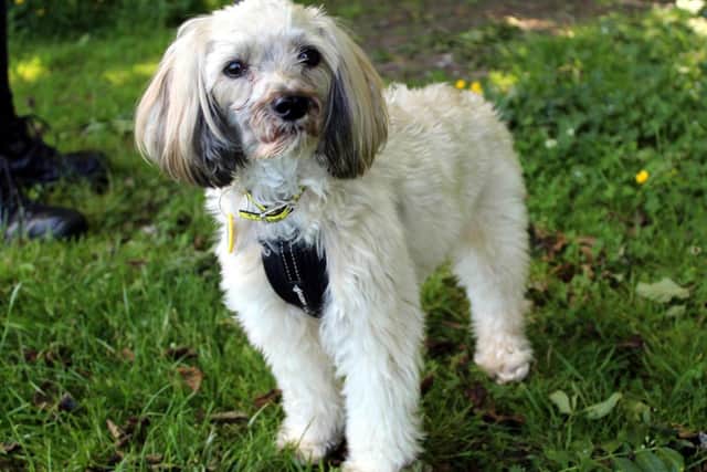 Chinese Crested Brody can be shy when he first meets new people, however he will come round in his own time and can be a very affectionate little dog