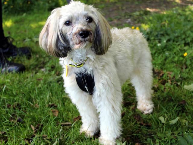 Chinese Crested  Brody can be shy when he first meets new people, however he will come round in his own time and can be a very affectionate little dog