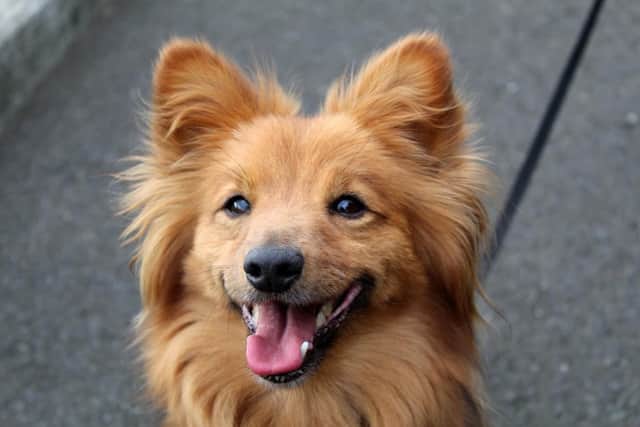 Dachshund Barney is a beautiful little man who loves his walks