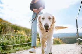 A Golden Retriever gets close up and personal with the camera while outdoors walking with his owner in a Los Angeles county park in California on a sunny day.  Relaxation exercise and pet fun at its best.