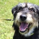 Foxie is a sweet girl that enjoys a play in the garden and sometimes a dig