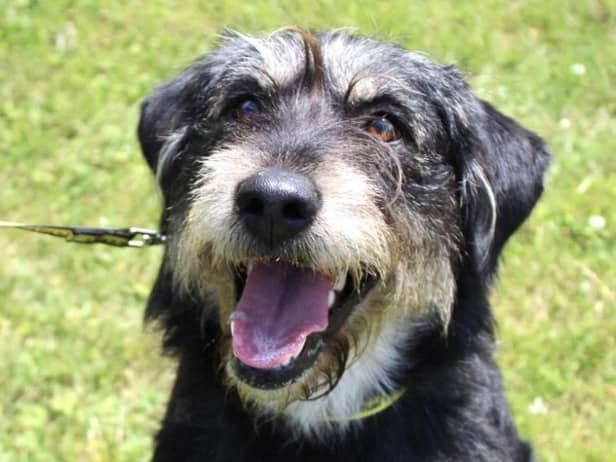 Foxie is a sweet girl that enjoys a play in the garden and sometimes a dig