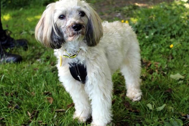 Brody can be shy when he first meets new people, however he will come round in his own time and can be a very affectionate little dog, who enjoys cuddles once he has built a bond with you.