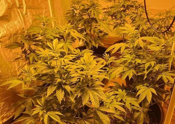 An Garda Síochána have seized €17,300 worth of suspected cannabis herb under Operation Tara following the search of a house in the Ramelton area of Donegal.
