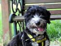 Blossom  is a sensitive little lady who enjoys the quiet life.