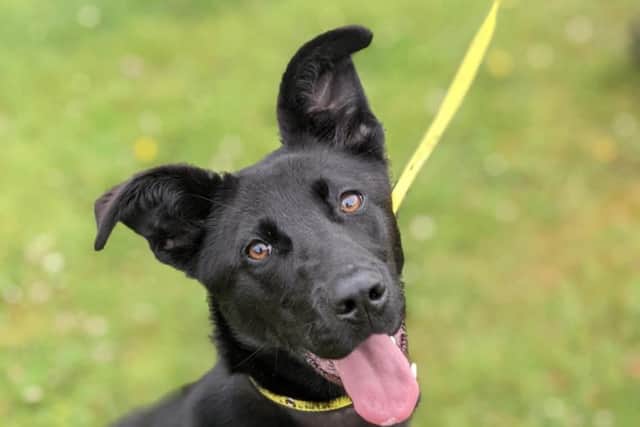Hayley is a bouncy puppy who is looking for her special family. She's a loveable girl