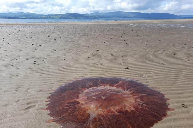 The Lion's Mane jellyfish at Stragill.