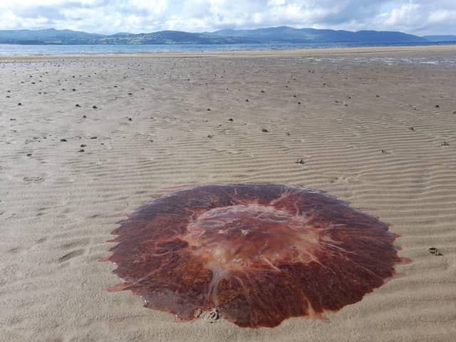 The Lion's Mane jellyfish at Stragill.
