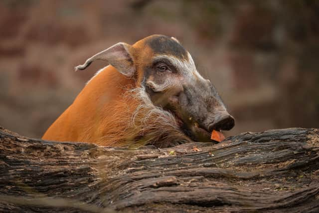 Red River Hog Confetti