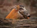 Red River Hog Confetti