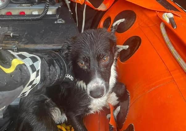 June, safe and sound after being rescued. Picture:Greencastle Coast Guard Facebook