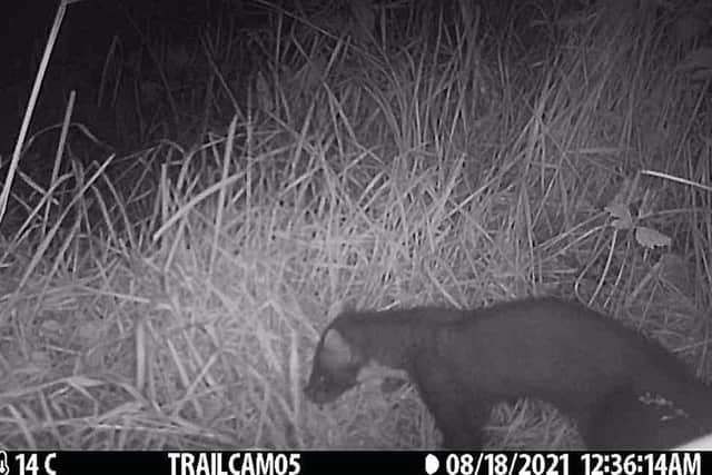 The Pine Marten caught on wildlife cameras as part of the Riverine Environmental Project.
