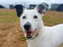Casper is a great doggy companion, he is a shy but very sweet-natured and clever boy looking for a quiet home