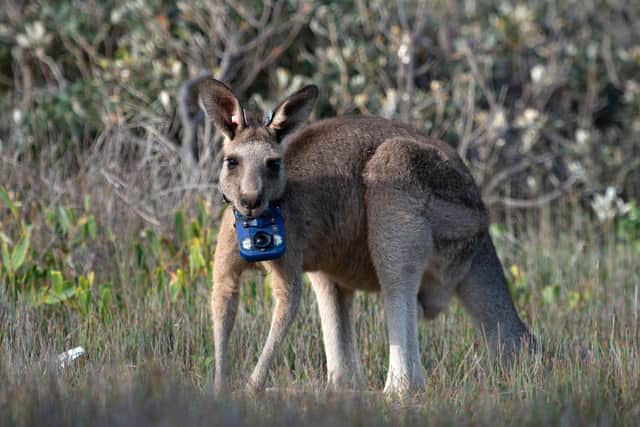 Eastern Grey Kangaroo with specially designed collar camera