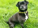 Lily enjoys the comforts of her bed and loves relaxing in a calm environment.