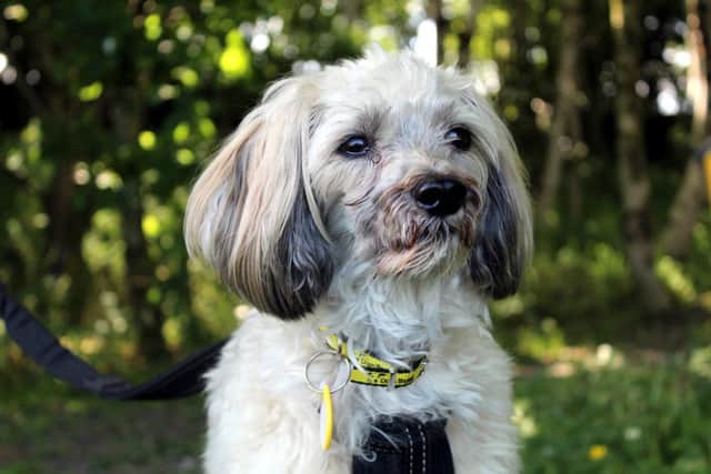 Brody can be a very affectionate little dog, who enjoys cuddles once he has built a bond with you.