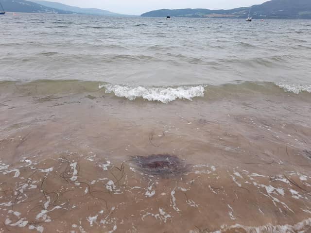 A Lion's Mane in the surf at Rathmullan.