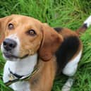 Beagle  Archie is a happy go lucky boy who is very active and loves to use his nose to sniff out new adventures