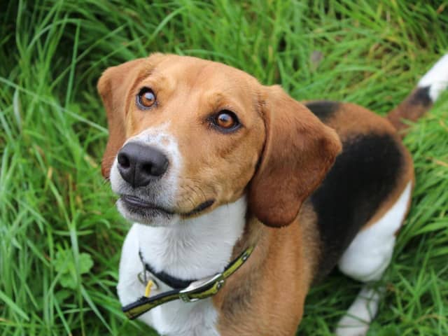 Beagle  Archie is a happy go lucky boy who is very active and loves to use his nose to sniff out new adventures