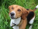 Beagle  Archie is a happy go lucky boy who is very active and loves to use his nose to sniff out new adventures