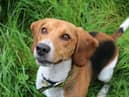 Two-year-old Beagle - Archie is currently at Dogs Trust Ballymena and is looking for a new home