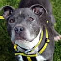 Staffordshire Bull Terrier Hunter was taken to a local dog pound and the team at Dogs Trust Ballymena took him under their wing.. Hunter adores the company of humans, one of his favourites is snuggles on the sofa.