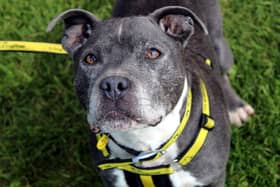 Staffordshire Bull Terrier Hunter was taken to a local dog pound and the team at Dogs Trust Ballymena took him under their wing.. Hunter adores the company of humans, one of his favourites is snuggles on the sofa.