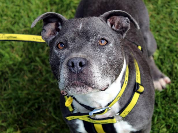Staffordshire Bull Terrier Hunter was taken to a local dog pound and the team at Dogs Trust Ballymena took him under their wing.. Hunter adores the company of humans, one of his favourites is snuggles on the sofa.