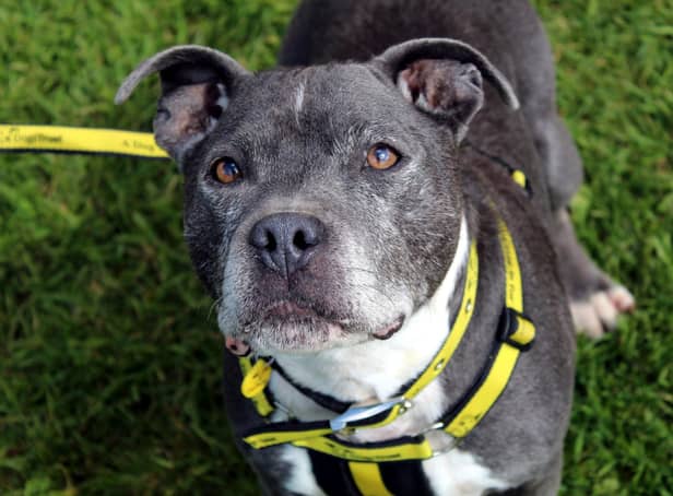 Staffordshire Bull Terrier Hunter was taken to a local dog pound and the team at Dogs Trust Ballymena took him under their wing.. Hunter adores the company of humans, one of his favourites is snuggles on the sofa.