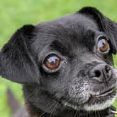 Five-year-old  Pug Lily likes human company especially when she has had time to get to know you. She loves her food and toys