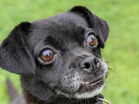 Five-year-old  Pug Lily likes human company especially when she has had time to get to know you. She loves her food and toys